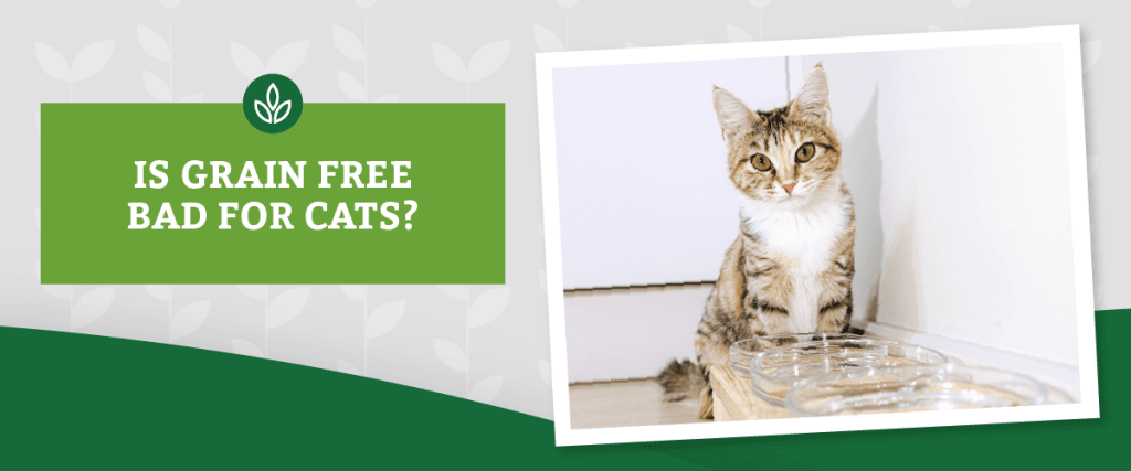 The Pros and Cons of Grain-Free Cat Food