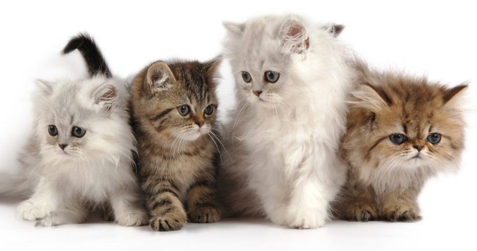 Persian Cats vs. Other Breeds: What Sets Them Apart?