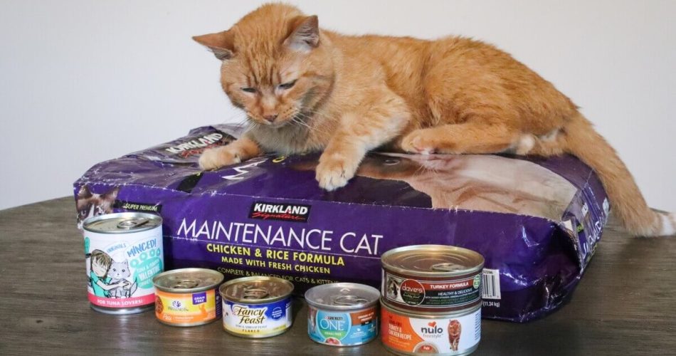 Budget-Friendly Cat Foods That Don’t Compromise on Quality