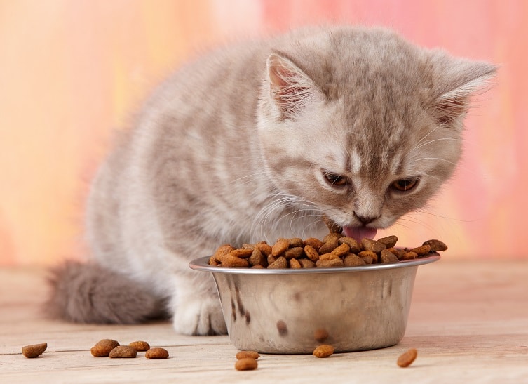 Kitten Nutrition: What to Feed Your Growing Feline