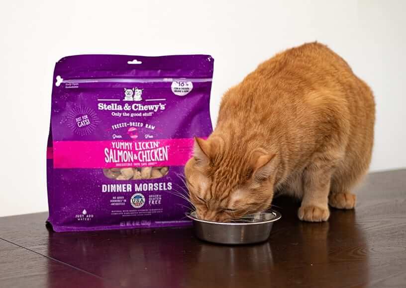 The Best Cat Foods for Cats with Sensitive Stomachs