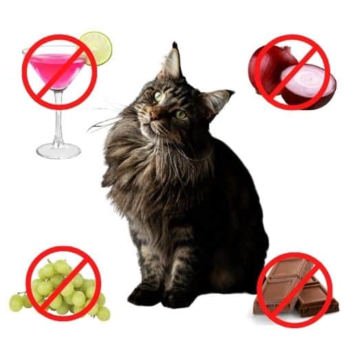 Foods You Should Never Feed Your Cat