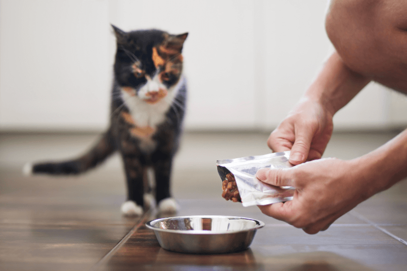 The Role of Protein in Your Cat’s Diet Why It’s Essential