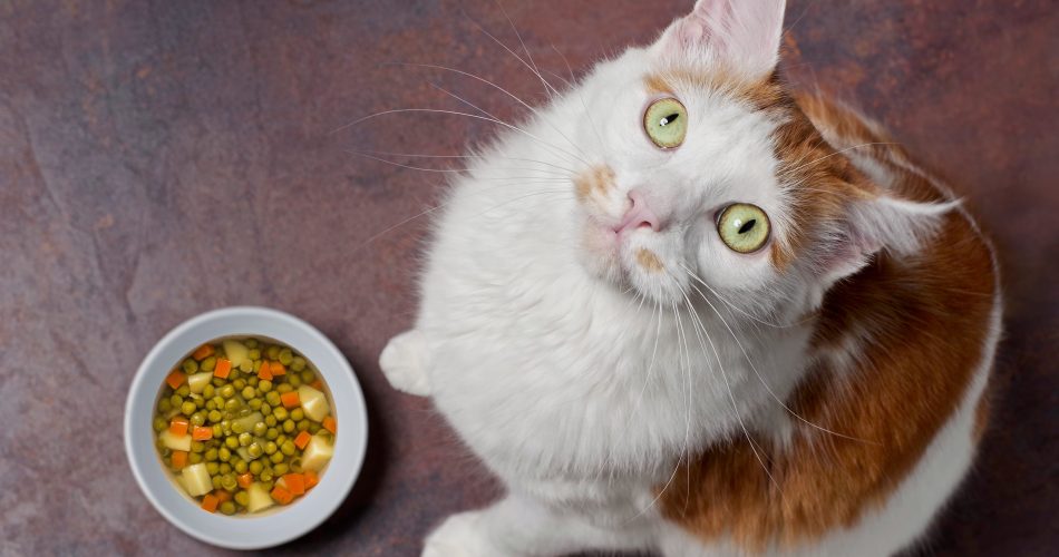 Can Cats Be Vegan The Debate Over Plant-Based Cat Foods