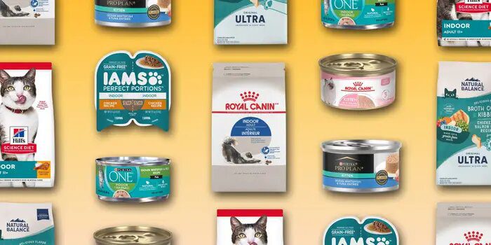 Top Cat Foods for a Healthier, Happier Feline