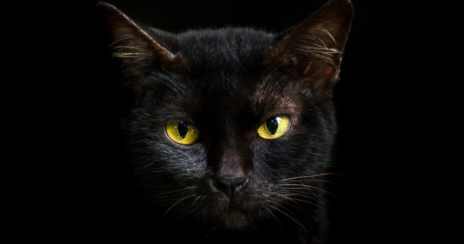 Black Cats and Superstitions: Fear, Fascination, and Folklore