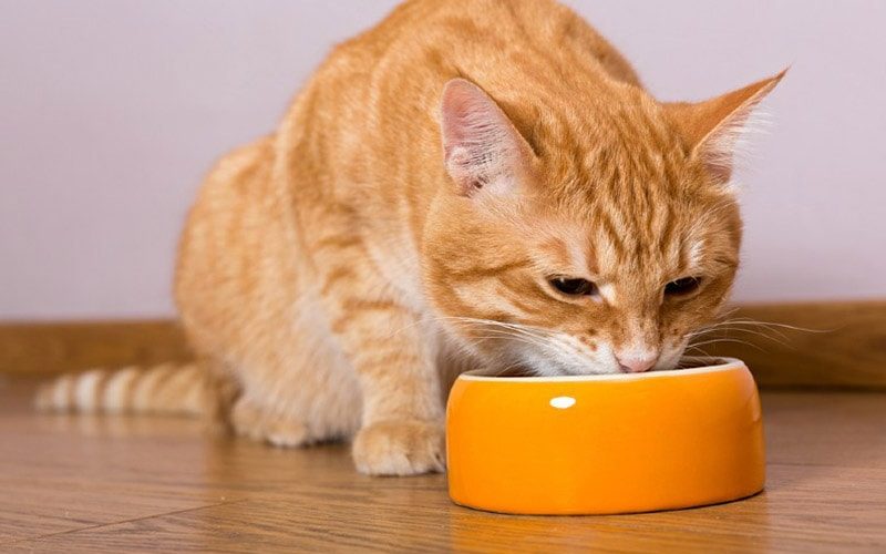 Benefits of Adding Supplements to Your Cat's Diet