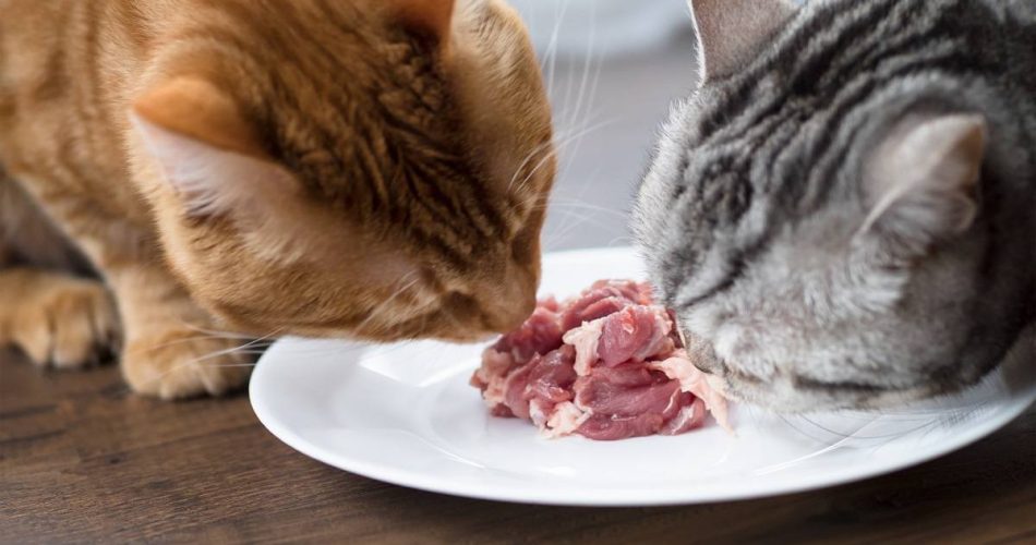 The Role of Protein in Your Cat’s Diet Why It’s Essential