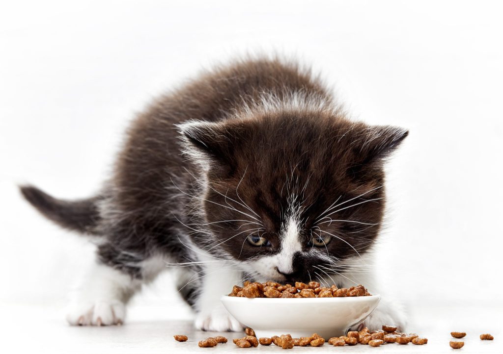 Kitten Nutrition: What to Feed Your Growing Feline