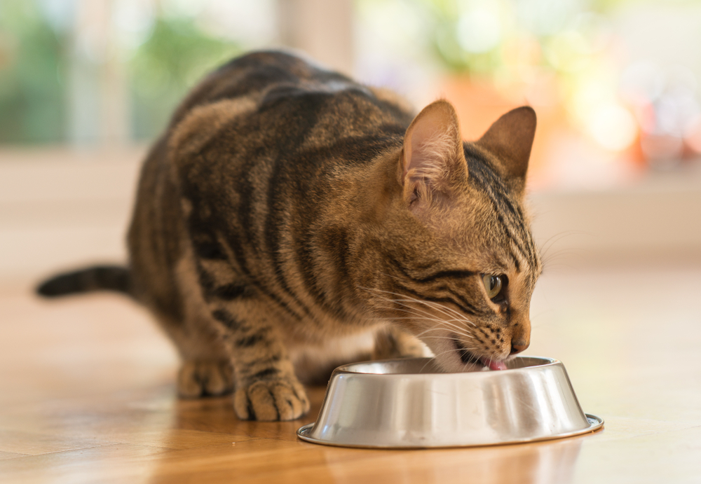 The Pros and Cons of Grain-Free Cat Food