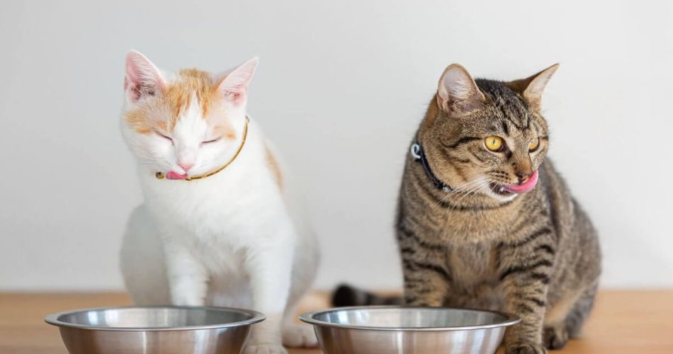 Wet vs. Dry Cat Food: Which Is Better for Your Feline?