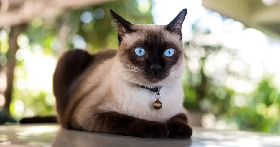 Origins and Characteristics of Siamese Cats