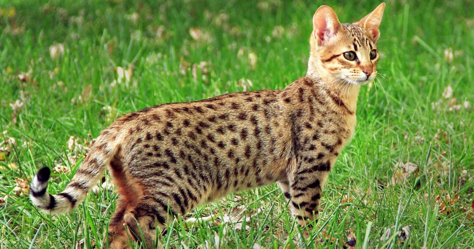 Savannah Cats The Exotic and Energetic Feline