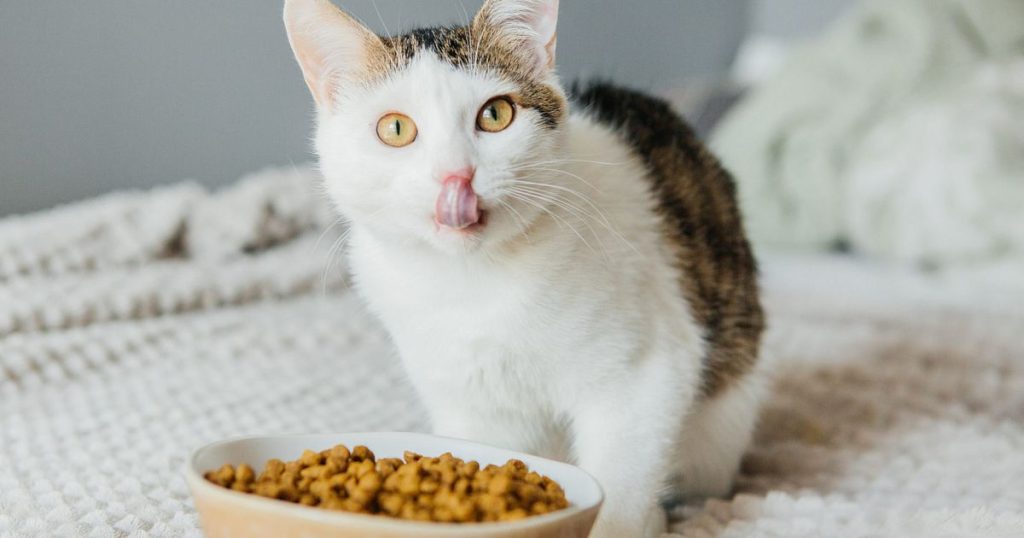 Top 10 Nutrients Every Cat Needs for a Healthy Life