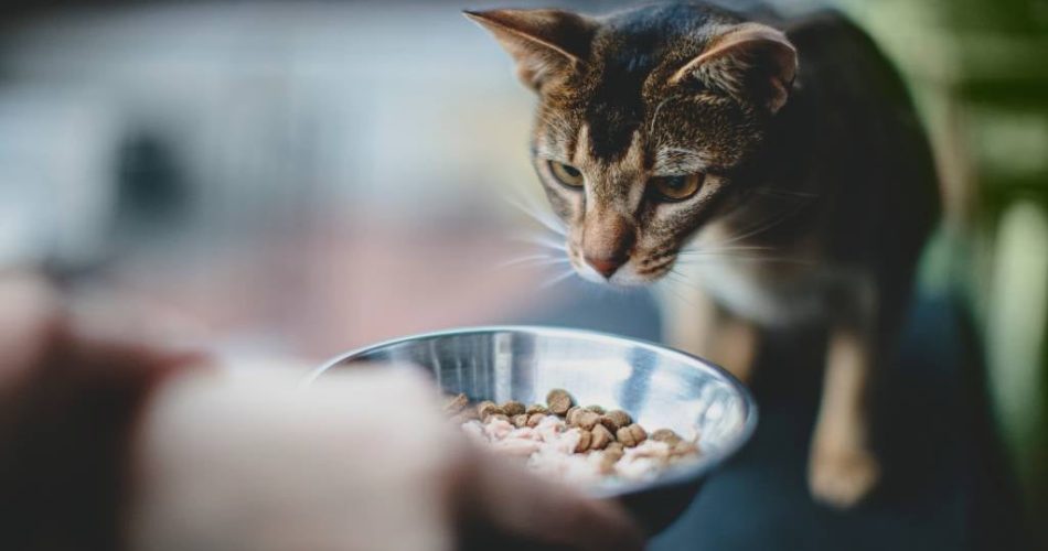 Kitten Nutrition: What to Feed Your Growing Feline