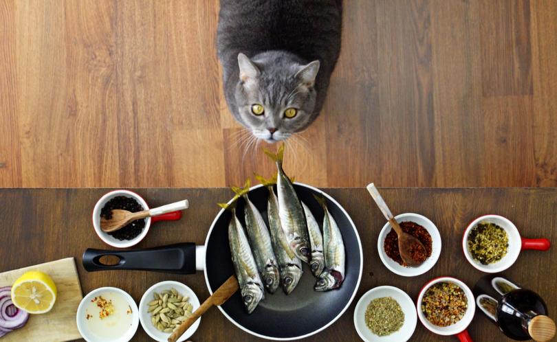 Foods You Should Never Feed Your Cat