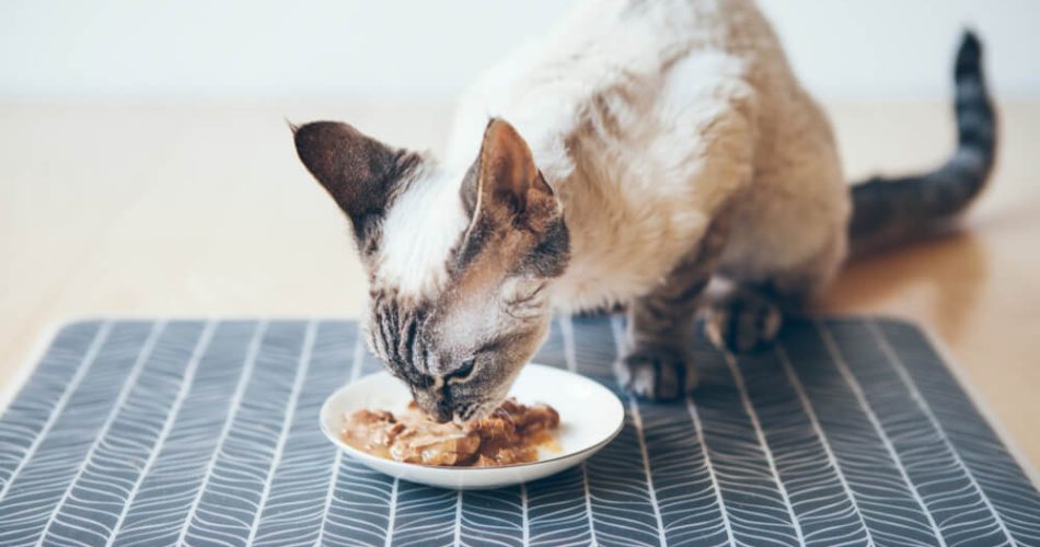 The Pros and Cons of Grain-Free Cat Food