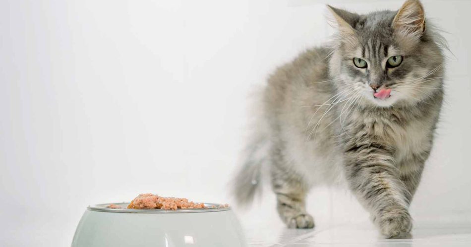 Essential Vitamins and Minerals for Cats