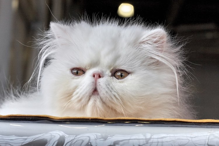 How to Keep Your Persian Cat’s Coat Healthy and Shiny