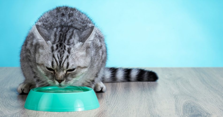 Hydration and Your Cat: Proper Water Intake for Optimal Health