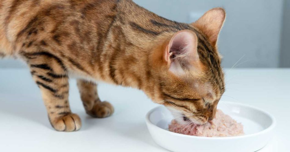 How to Choose the Best Cat Food for Your Pet's Health