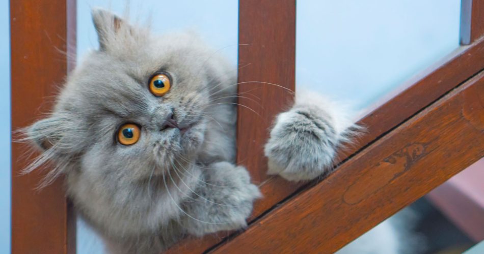 Persian Cat Personality Traits: What Makes Them So Lovable?