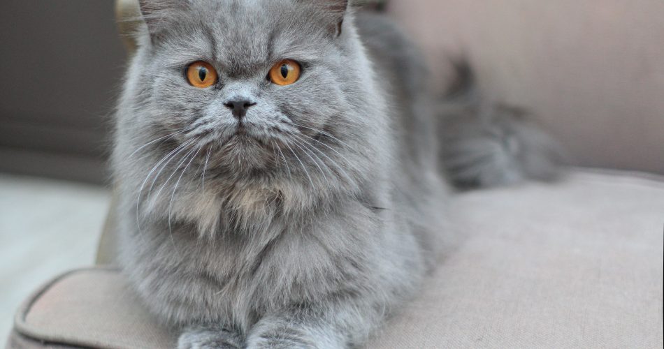 The History and Origins of Persian Cats