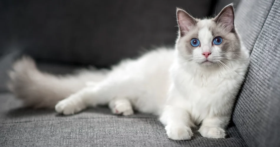 Ragdoll Cats The Gentle Giants of the Cat World