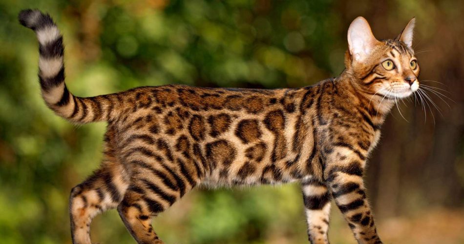 Bengal Cats The Exotic Beauty with a Wild Side