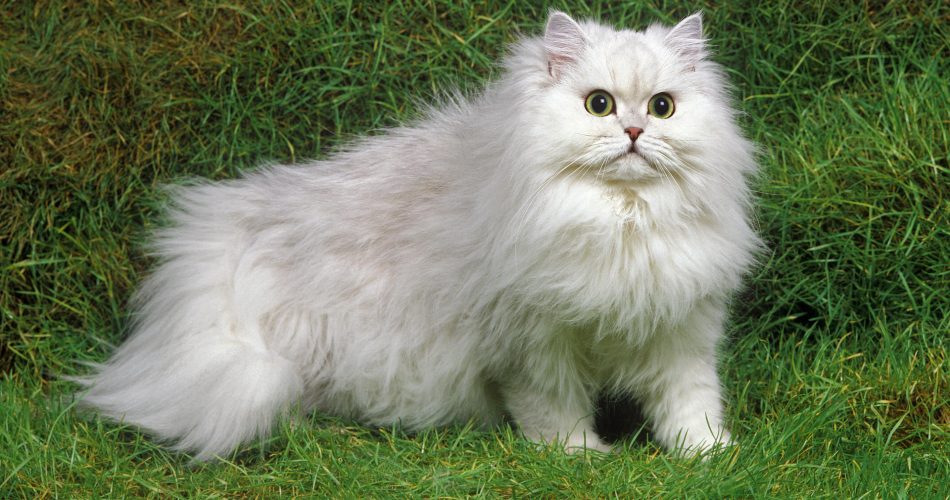 Persian Cats The Ultimate Guide to These Elegant and Affectionate Felines