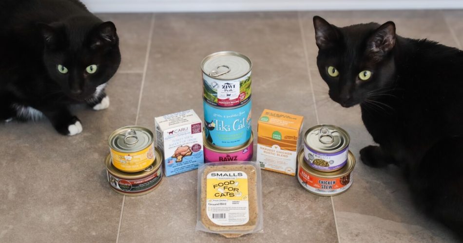 The Best Cat Foods for Cats with Sensitive Stomachs