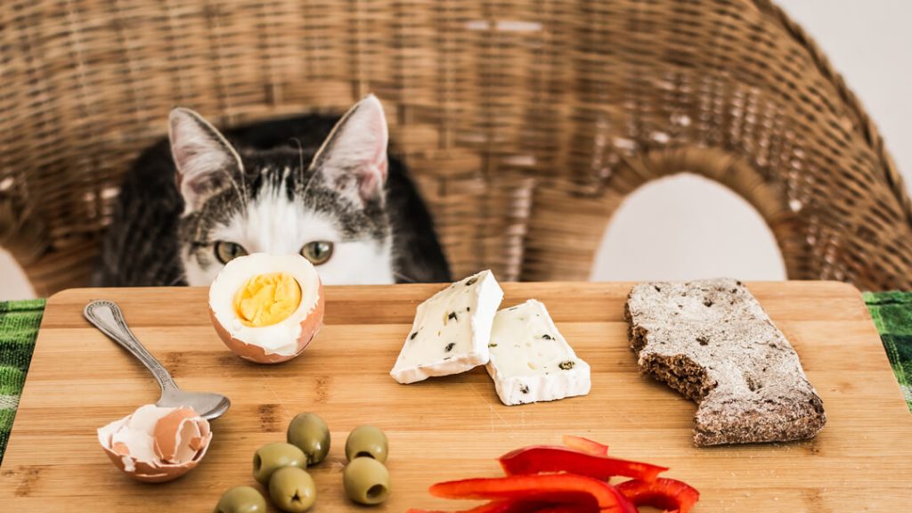 Foods You Should Never Feed Your Cat