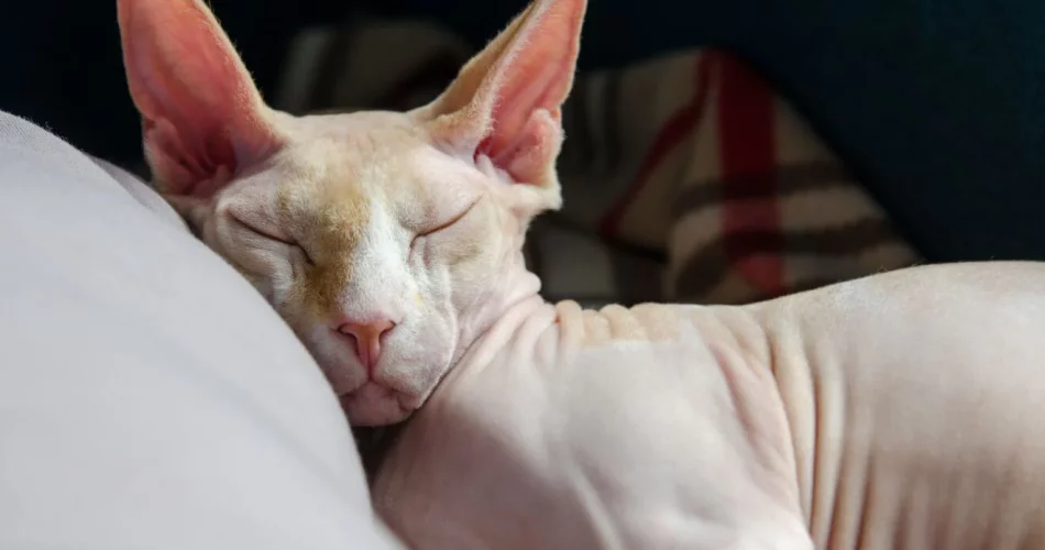 The Unique Experience of Owning a Hairless Cat