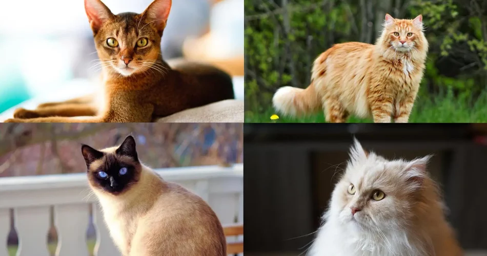 Top 5 Exotic Cat Breeds That Will Steal Your Heart