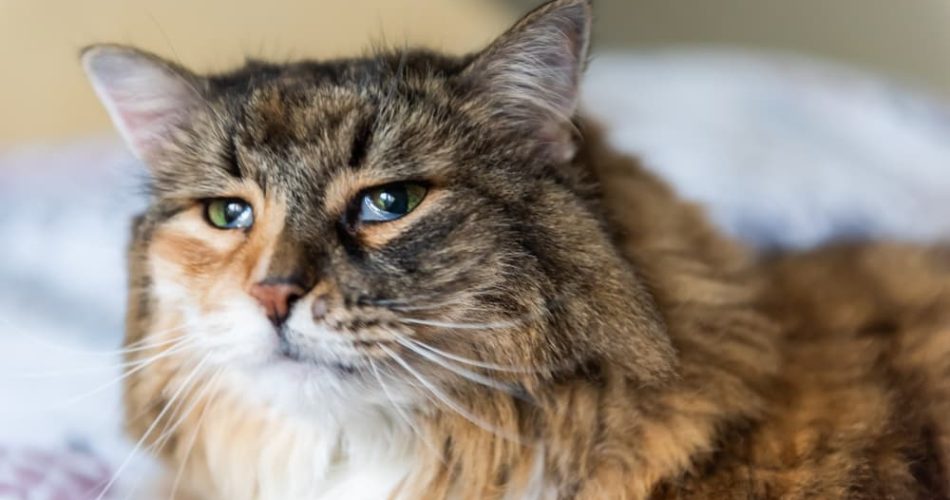 Feline Leukemia Virus (FeLV): Symptoms and Prevention in Cats