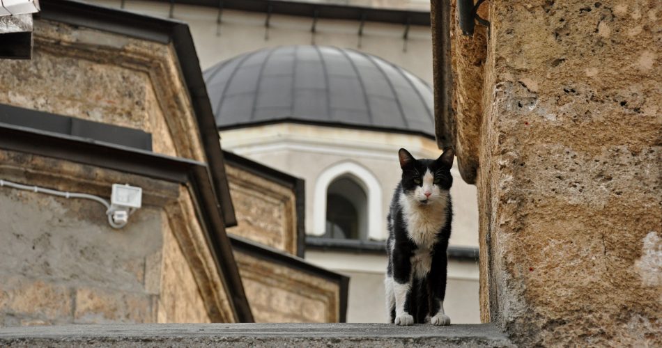 The Tabby and the Prophet: Cats in Islamic History and Stories