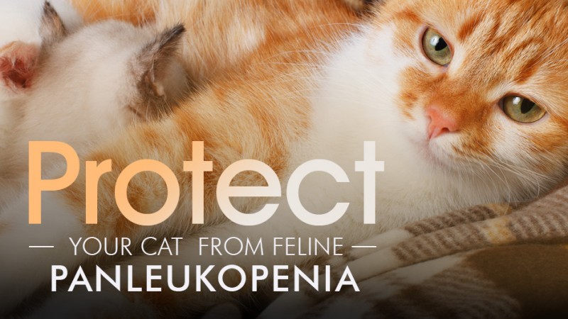 Feline Panleukopenia Virus (FPV): A Deadly but Preventable Disease