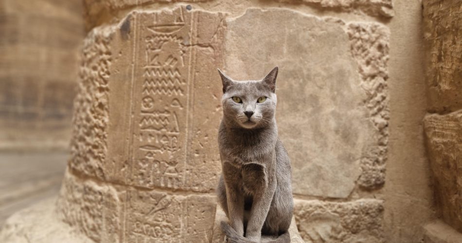 Cats in Ancient Rome and Greece: Guardians of Homes and Temples