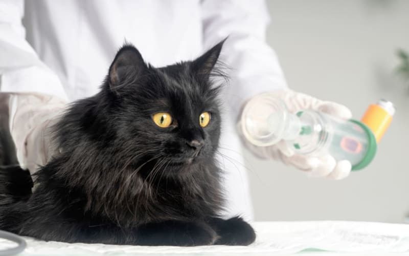 Feline Asthma: How to Recognize and Manage Breathing Problems in Cats