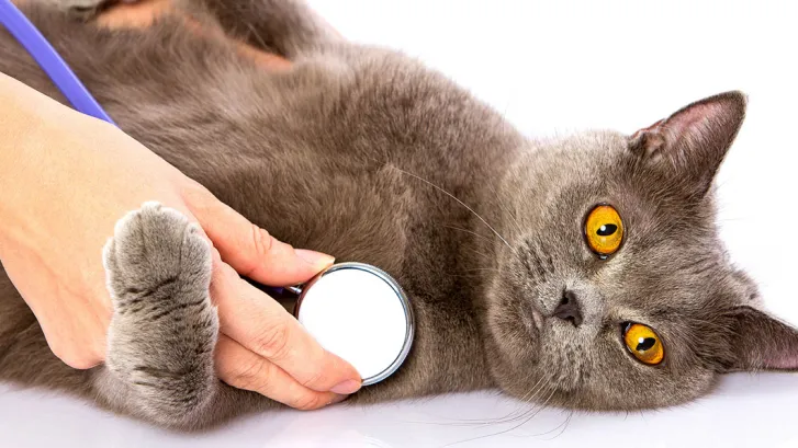 Heartworm in Cats: How It Differs from Dogs and Why It’s Dangerous