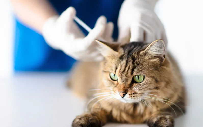 Liver Diseases in Cats: Symptoms, Causes, and Treatment