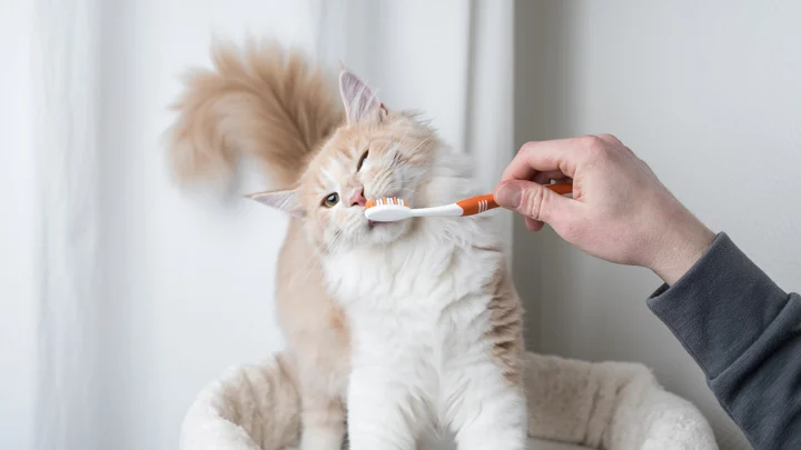 Dental Diseases in Cats: How to Keep Your Cat's Teeth Healthy