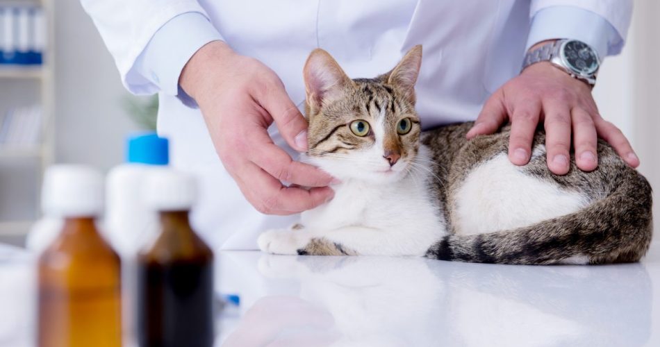 Kidney Disease in Cats: Early Signs You Should Not Ignore