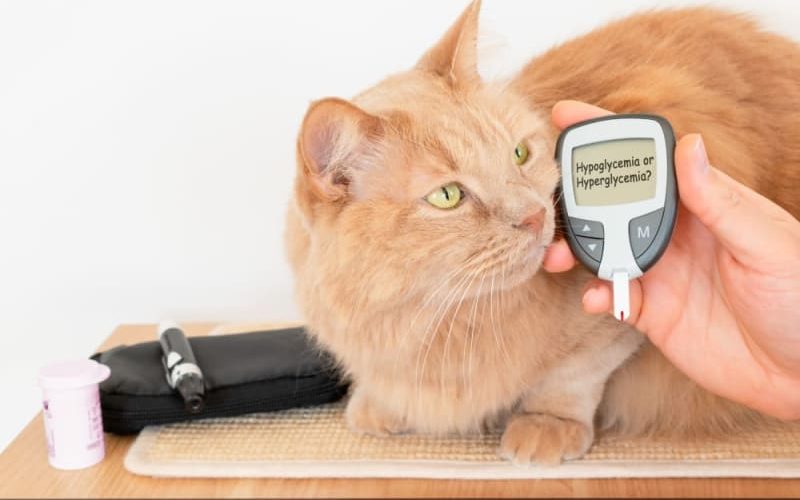 How to Spot and Treat Feline Diabetes in Your Cat