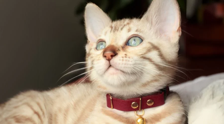 Charming Male Cat Names for Your Handsome Feline