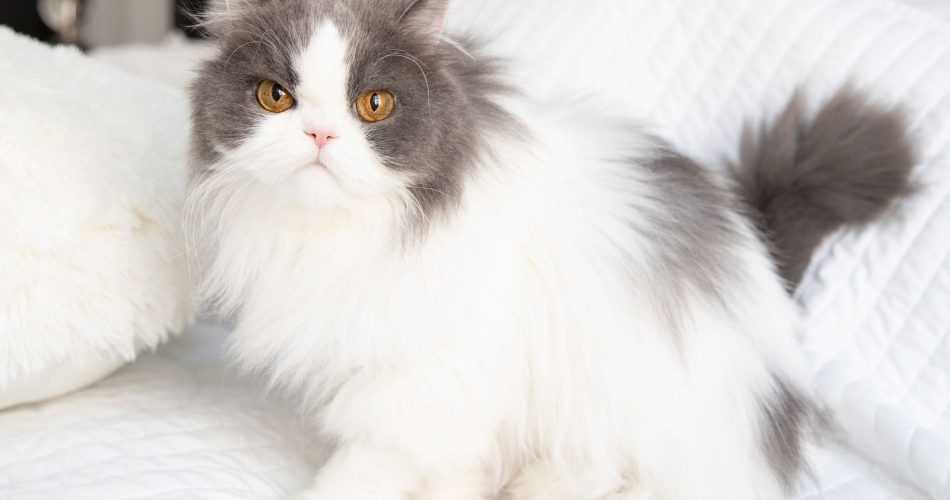 Top 50 Sweet and Feminine Cat Names