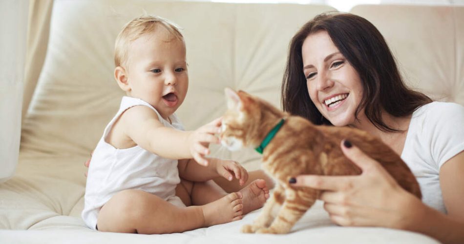 The arrival of a newborn is a life-changing event for any family, and it’s essential to ensure that your cat adjusts well to the new addition. Cats are territorial animals, and they may feel stressed or confused by the sudden change in their environment. However, with patience, preparation, and careful introductions, your cat can form a positive relationship with the new baby. Here are some steps to help ensure a smooth and stress-free introduction of your cat to your newborn. 1. Prepare Your Cat Before the Baby Arrives Cats are creatures of habit, so changes in their environment can be unsettling. Preparing your cat ahead of time for the arrival of a new family member will help them adjust to the upcoming changes more easily. Gradual Changes: Begin by making gradual changes to your home in the weeks leading up to the baby’s arrival. This could include rearranging furniture, introducing new items like baby furniture or equipment, and getting your cat used to the different sounds and smells associated with a newborn. Scent Familiarization: Before your baby arrives home, you can help your cat adjust to the new scent by introducing baby items, like clothes or blankets, to your cat. Let them sniff the items and become familiar with the baby’s scent before they meet face-to-face. This can prevent your cat from feeling threatened when the baby is introduced. Routine Maintenance: Cats thrive on routine, so try to maintain your cat’s daily schedule as much as possible. Keep feeding times, play sessions, and cuddle time consistent to reduce any anxiety your cat may feel. 2. Set Up a Safe Space for Your Cat When a baby arrives, there will likely be a lot of activity and noise, which can be overwhelming for your cat. To help them feel secure, set up a quiet, private area where they can retreat when they need some space. This should be a place where your cat has access to their food, water, litter box, and a comfortable resting spot. Having a designated safe zone will give your cat a place to retreat if they feel stressed or need a break from the new sounds and sights associated with a baby. Ensure this area is easily accessible and provides a sense of security for your cat. 3. Introduce Your Cat to Baby’s Sounds and Smells Before the official introduction, it’s helpful to let your cat get used to the sounds and smells of the baby. Babies can make unfamiliar noises, such as crying or cooing, which may be startling to a cat. Similarly, the smell of baby products, such as lotions, powders, and diapers, may be new to your cat. Play Baby Sounds: In the weeks leading up to the baby’s arrival, you can play recordings of baby cries or cooing sounds at a low volume. Gradually increase the volume over time so your cat can get used to the sound. This will help your cat feel more comfortable when the baby is actually crying. Introduce Baby Scents: Allow your cat to sniff baby clothes, blankets, and other baby items to familiarize them with the baby’s scent. This can reduce any initial confusion or anxiety when they finally meet the newborn. 4. First Meeting: Keep It Calm and Controlled When the baby finally arrives, the first introduction should be calm and controlled. This is a big moment for both your cat and your baby, so it’s important to proceed slowly and cautiously. Stay Calm: Cats are highly sensitive to their owners’ emotions, so it’s important to remain calm during the introduction. If you’re feeling stressed or anxious, your cat may pick up on this and feel uneasy. Introduce Baby to Cat from a Distance: Initially, it’s best to introduce your cat to the baby from a distance. You can hold your baby in your arms while allowing your cat to observe them from a safe distance. This allows your cat to see and smell the baby without feeling overwhelmed. Short Interactions: Keep the first few interactions brief. Gradually allow your cat to approach the baby at their own pace, but don’t force the interaction. Give your cat plenty of time to observe and adjust to the baby’s presence before any physical contact is made. Positive Reinforcement: Reward your cat with treats and praise for calm behavior during the introduction. Positive reinforcement will help your cat associate the baby’s presence with positive experiences. 5. Supervise All Interactions Between Baby and Cat When your baby begins to grow and become more mobile, it’s important to always supervise any interactions between them and the cat. Babies are naturally curious and may reach out to touch the cat, but they don’t always understand the boundaries of personal space. Cats, especially if startled or overstimulated, may react unpredictably. Teach Baby Gentle Touch: As your baby grows, start teaching them to be gentle with the cat. Show them how to pet the cat softly, and explain that the cat should be treated with respect. This can help prevent unintentional harm to the cat and allow your baby to build a positive connection with the animal. Monitor Cat’s Behavior: Similarly, monitor the cat’s behavior around the baby. If the cat seems stressed, hides, or is showing signs of discomfort, give them space and let them calm down. It’s important to respect both your baby’s and cat’s boundaries to ensure a peaceful relationship. 6. Establish New Routines With a newborn in the house, your cat’s routine will inevitably change. It’s important to continue providing your cat with individual attention and care, even if your focus is now on the baby. Cats need consistency and attention to feel secure, so try to maintain their routine as much as possible. Playtime and Cuddling: Make time for play and cuddling with your cat each day, even if it’s just for a short period. This can help your cat feel reassured and prevent feelings of neglect. Feeding and Litter Care: Keep your cat’s feeding schedule and litter box maintenance consistent. If you need to adjust the timing of these activities due to the baby’s schedule, try to do so gradually so your cat can adjust. 7. Patience and Time It’s essential to remember that both your cat and your baby need time to adjust to each other. Cats may be wary of the baby at first, but over time, they can form a strong bond. Be patient and give your cat the space and time they need to get comfortable with the new addition to the family. Some cats may warm up to the baby quickly, while others may take longer to adjust. Respecting your cat’s pace and providing a calm, loving environment will help ensure a successful introduction and long-lasting positive relationship. Conclusion Introducing your cat to your newborn requires careful planning, patience, and sensitivity. By preparing your cat ahead of time, creating safe spaces, and allowing gradual introductions, you can ensure a positive and stress-free experience for both your baby and your cat. Remember, with time, your cat can become a wonderful companion to your child, providing love, comfort, and joy as they grow up together.