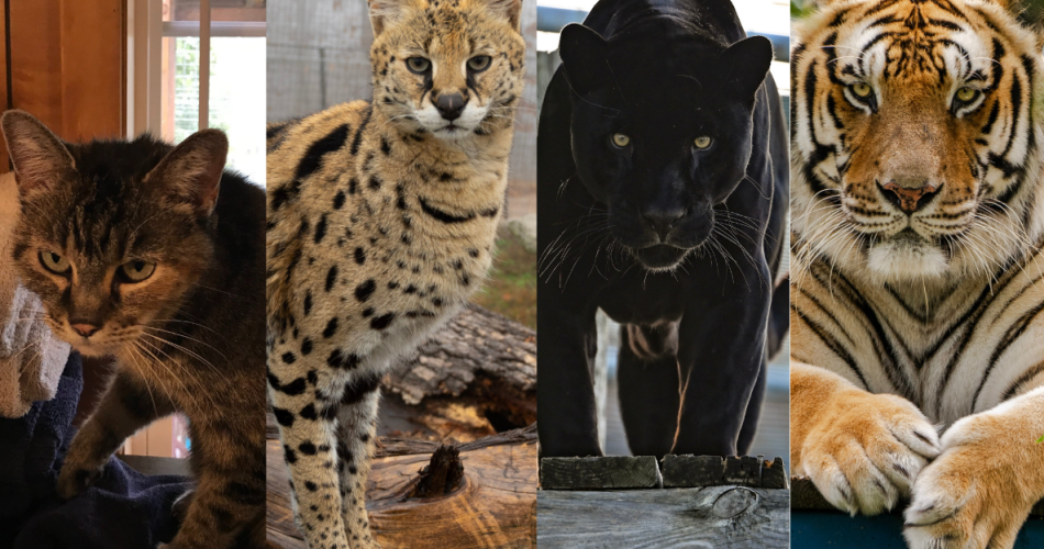 How Domestic Cats Are Related to Big Cats